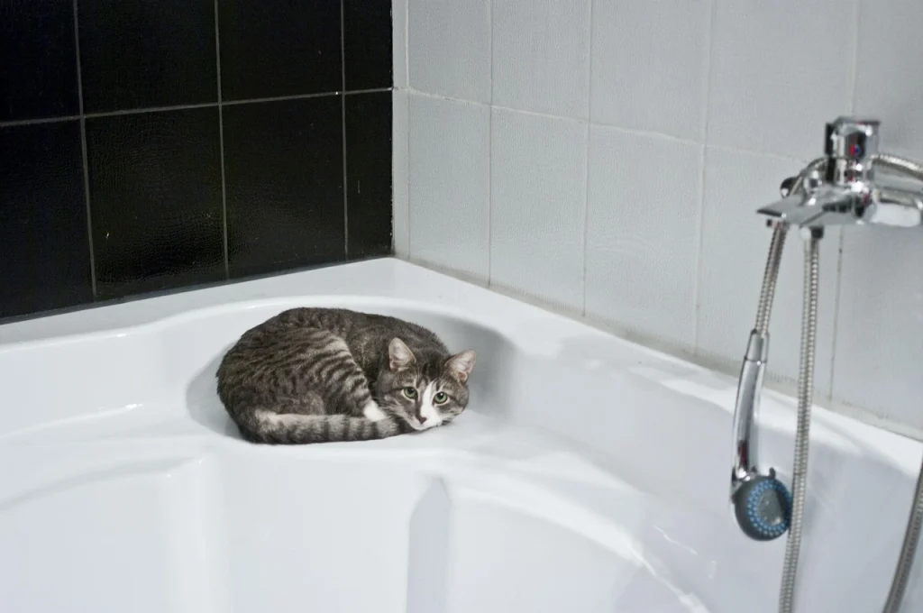 Walk in shower ideas